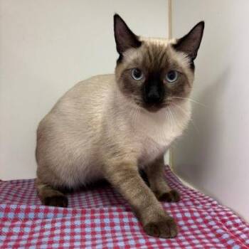 Sage -  Siamese and Domestic Short Hair Cat for Adoption in Long Beach, California - Sage | PetCurious