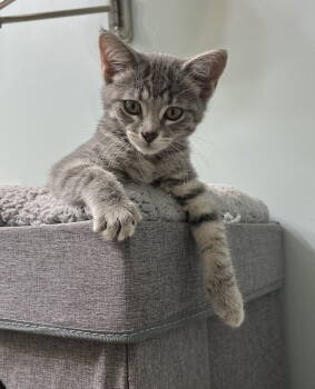 Rescue Domestic Short Hair and Tabby Cats for Adoption in Elgin, Illinois - FRENCHY | PetCurious