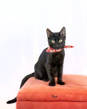 Rescue Domestic Short Hair Cats for Adoption in Hot Springs Village, Arkansas - Par | PetCurious