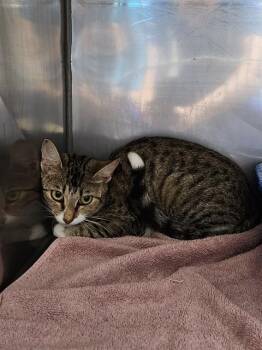 MAZDA -  Domestic Short Hair Cat for Adoption in Killeen, Texas - MAZDA | PetCurious