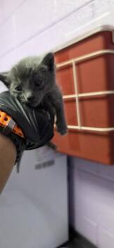 Umo -  Domestic Short Hair Cat for Adoption in El Paso, Texas - Umo | PetCurious