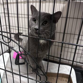 Tommy -  Domestic Short Hair Cat for Adoption in Branson, Missouri - Tommy | PetCurious
