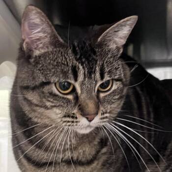 Nova -  Domestic Short Hair Cat for Adoption in Port Townsend, Washington - Nova | PetCurious