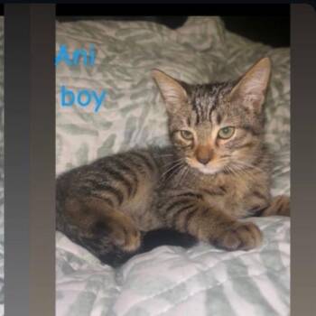 Anakin K46308 -  Domestic Short Hair Cat for Adoption in Corsicana, Texas - Anakin K46308 | PetCurious
