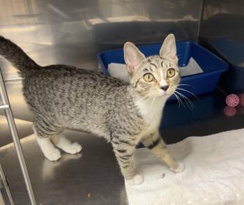 Lucky Cups -  Domestic Short Hair and American Shorthair Cat for Adoption in Montville, New Jersey - Lucky Cups | PetCurious