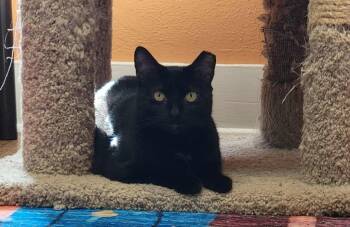 Domestic Short Hair Cats Available for Adoption in Pawtucket, Rhode Island - Annalise | PetCurious