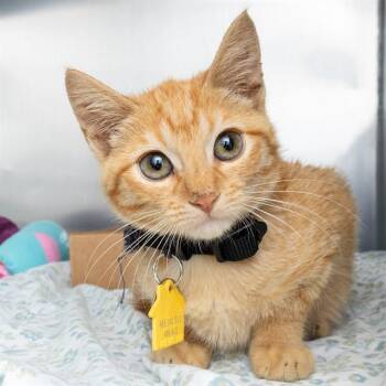 CALLIE -  Domestic Short Hair Cat for Adoption in St. Louis, Missouri - CALLIE | PetCurious
