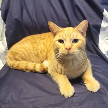 Domestic Short Hair Cats Available for Adoption - Big Ron | PetCurious