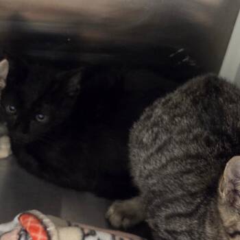 Sparky -  Domestic Short Hair Cat for Adoption in Chattanooga, Tennessee - Sparky | PetCurious