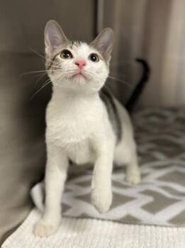 Rescue Domestic Short Hair and Tabby Cats for Adoption in Orland Hills, Illinois - Huggy | PetCurious