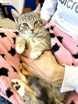 Domestic Short Hair Cats Available for Adoption - Peanut Butter | PetCurious