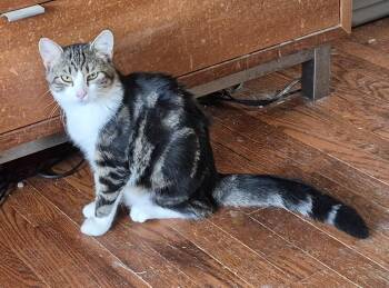 Rescue Domestic Short Hair Cats for Adoption in Highland Park, New Jersey - THUNDERBIRD | PetCurious