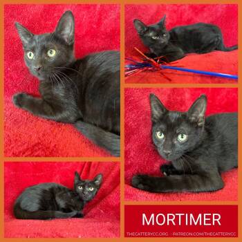 Mortimer -  Domestic Short Hair Cat for Adoption in Corpus Christi, Texas - Mortimer | PetCurious