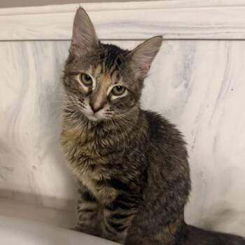 Stella -  Domestic Short Hair Cat for Adoption in Folsom, Louisiana - Stella | PetCurious