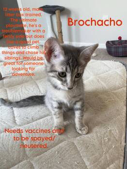 Rescue Domestic Short Hair Cats for Adoption in Frisco, Texas - Brochacho **COURTESY LISTING**CONTACT OWNER** | PetCurious