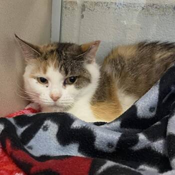Paloma -  Domestic Short Hair Cat for Adoption in Gloucester, Virginia - Paloma | PetCurious