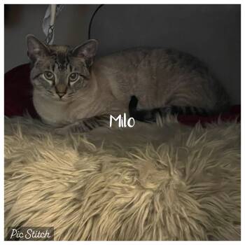 Milo -  Siamese Cat for Adoption in Tuscaloosa, Alabama - Milo | PetCurious