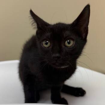 Puma -  Domestic Short Hair Cat for Adoption in Birmingham, Alabama - Puma | PetCurious