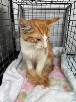 Rescue Domestic Short Hair Cats for Adoption in Honolulu, Hawaii - 59671856 | PetCurious