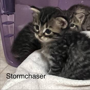 Stormchaser -  Domestic Short Hair Cat for Adoption in Brownsboro, Alabama - Stormchaser | PetCurious