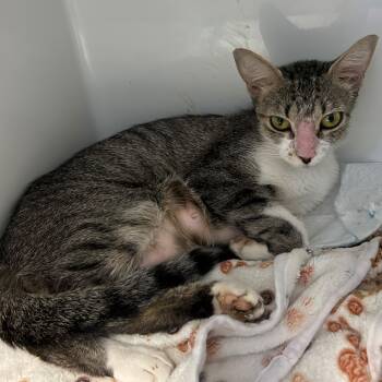 Purline -  Domestic Short Hair Cat for Adoption in Margate, Florida - Purline | PetCurious