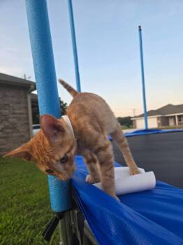 Soda Pop -  Domestic Short Hair Cat for Adoption in Miami, Oklahoma - Soda Pop | PetCurious