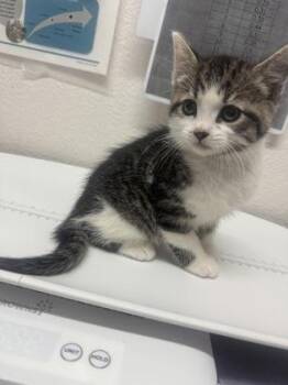 Domestic Short Hair Cats Available for Adoption in Sacramento, California - Spencer Reid  | PetCurious