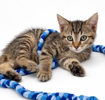 Oliver is nothing but amazing -  Tabby and Bengal Cat for Adoption in Bedford Hills, New York - Oliver Is Nothing But Amazing | PetCurious