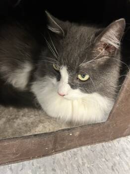 Rescue Domestic Long Hair Cats for Adoption in Greene, New York - Kent Kitty | PetCurious
