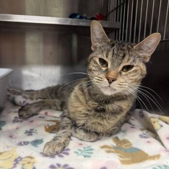 Purrsephone -  Domestic Short Hair Cat for Adoption in Richmond, Indiana - Purrsephone | PetCurious
