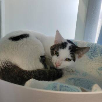 Domestic Short Hair Cats Available for Adoption - Jalen | PetCurious