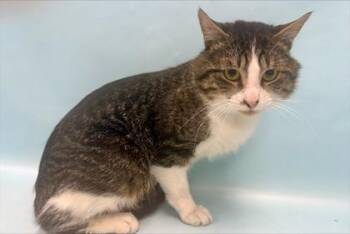 Tuna -  Domestic Short Hair Cat for Adoption in Minneapolis, Minnesota - Tuna | PetCurious
