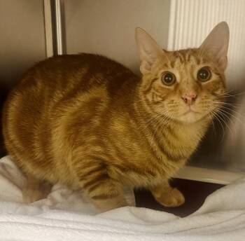 PUMPKIN -  Domestic Short Hair Cat for Adoption in Derwood, Maryland - PUMPKIN | PetCurious