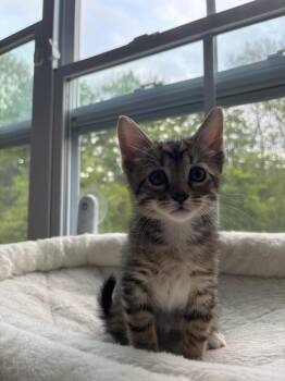 2026-41 Jack Reacher - in foster -  Domestic Short Hair Cat for Adoption in Windsor, Connecticut - 2026-41 Jack Reacher - In Foster | PetCurious