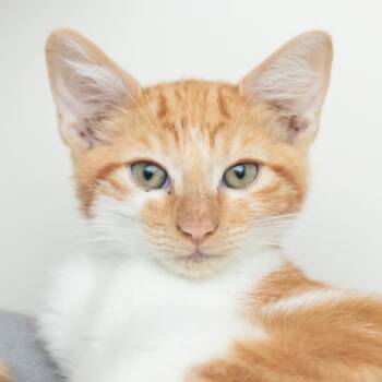 Printz -  Domestic Short Hair Cat for Adoption in Middletown, Rhode Island - Printz | PetCurious