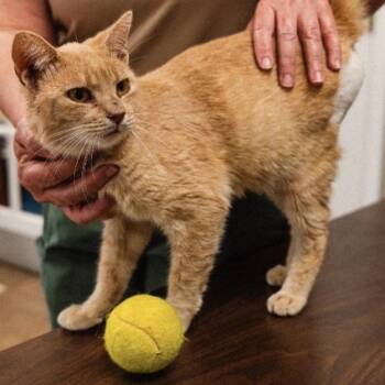 Felix -  Domestic Short Hair Cat for Adoption in Mocksville, North Carolina - Felix | PetCurious