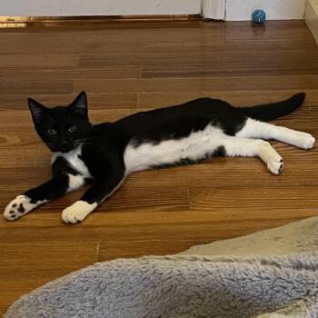 Shandy26 -  Domestic Short Hair Cat for Adoption in Youngsville, North Carolina - Shandy26 | PetCurious