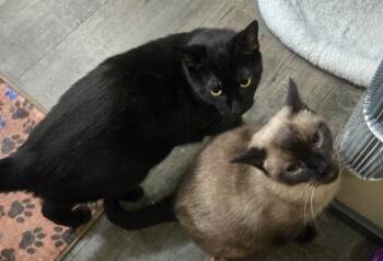 Spirit & Shadow Courtesy Post -  Siamese and Bombay Cat for Adoption in Greenwich Township, New Jersey - Spirit & Shadow Courtesy Post | PetCurious