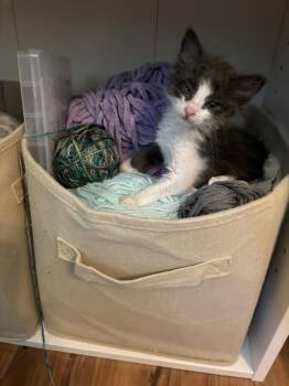 Ardie -  Domestic Long Hair Cat Available for Adoption in Deltona, Florida - Ardie | PetCurious