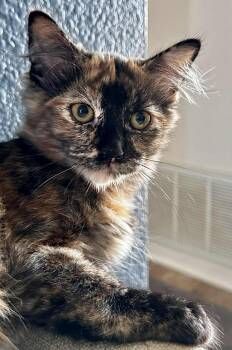 Rescue Domestic Long Hair Cats for Adoption in Vacaville, California - Charlie | PetCurious