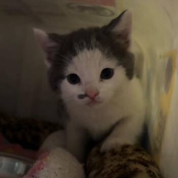 Kasper 22C26 -  Domestic Short Hair Cat Available for Adoption in Napoleon, Ohio - Kasper 22C26 | PetCurious