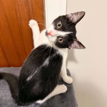 Noseferatu -  Domestic Short Hair Cat for Adoption in Royal Oak, Michigan - Noseferatu | PetCurious