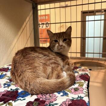 Domestic Short Hair Cats Available for Adoption in Lynchburg, Virginia - Samba | PetCurious