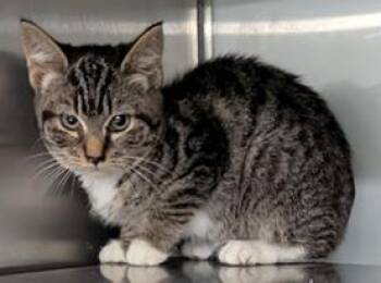 Moira -  Domestic Short Hair Cat for Adoption in Herndon, Virginia - Moira | PetCurious