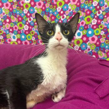 Sally -  Domestic Short Hair Cat for Adoption in Riverwoods, Illinois - Sally | PetCurious