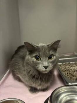 Domestic Long Hair Cats Available for Adoption - Eevie | PetCurious