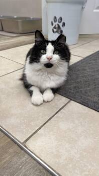 Zelda -  Domestic Long Hair Cat for Adoption in Columbus, Ohio - Zelda | PetCurious