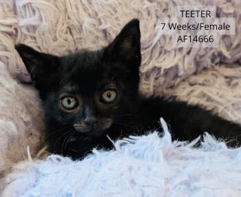 Teeter -  Domestic Short Hair Cat for Adoption - Teeter | PetCurious