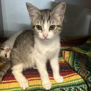 PEARL -  Domestic Short Hair Cat for Adoption in Richmond, California - PEARL | PetCurious