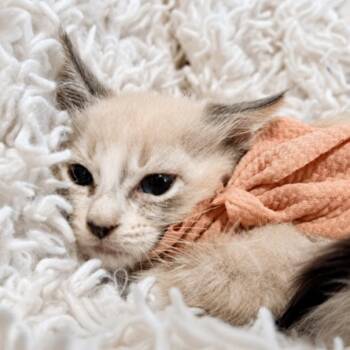 Nathan -  Siamese and Domestic Medium Hair Cat for Adoption in Friendswood, Texas - Nathan | PetCurious